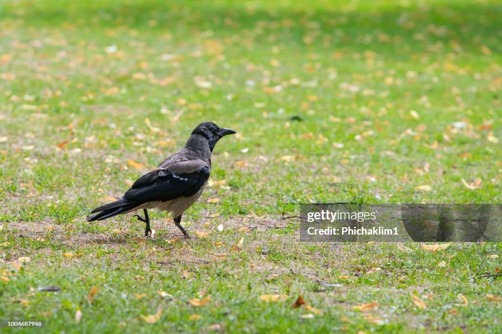 The hooded crow in the park of Riga in Latvia finding food from the visitors