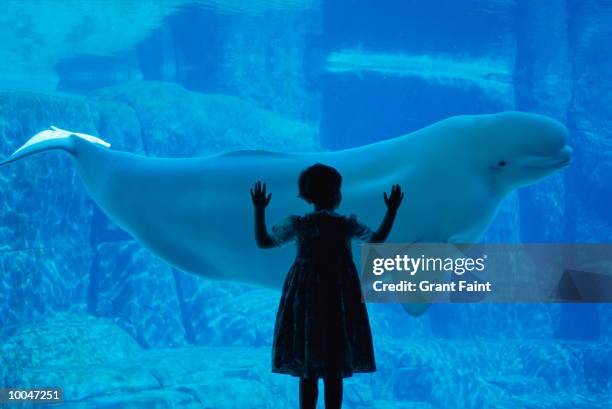 beluga whale and girl at vancouver aquarium - whale fotografías e imágenes de stock