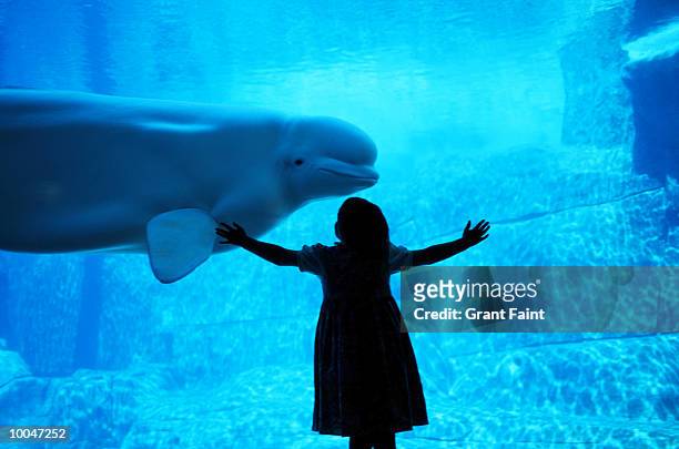 beluga whale and girl at vancouver aquarium - people at aquarium stock pictures, royalty-free photos & images