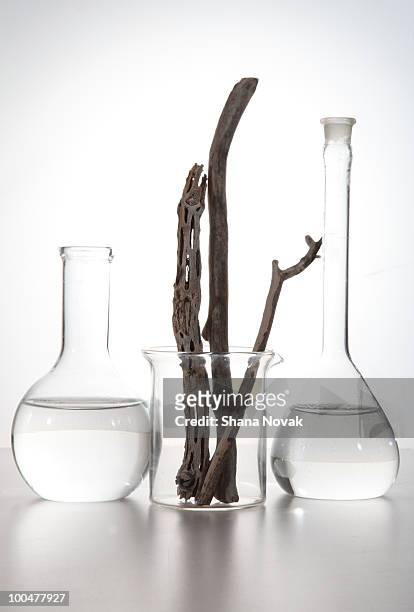 labglass with wood branches - beuta foto e immagini stock