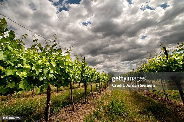 dark skies over a vineyard - walla walla stockfoto's en -beelden