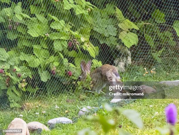 rabbit braking trough anti bird netting. - stalk bird stock pictures, royalty-free photos & images