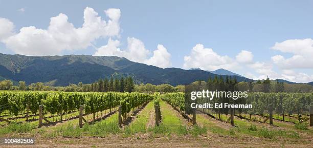 south island vineyards, new zealand - blenheim new zealand foto e immagini stock