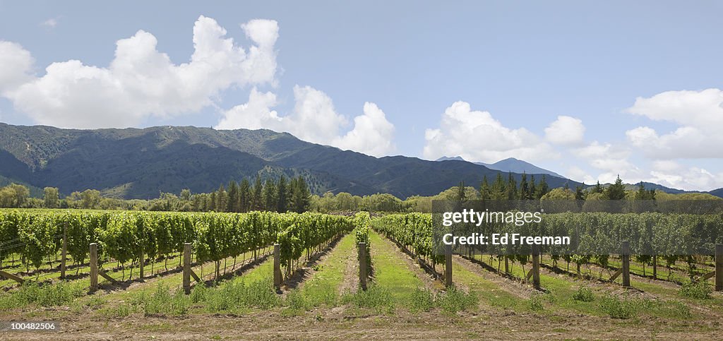 South Island Vineyards, New Zealand