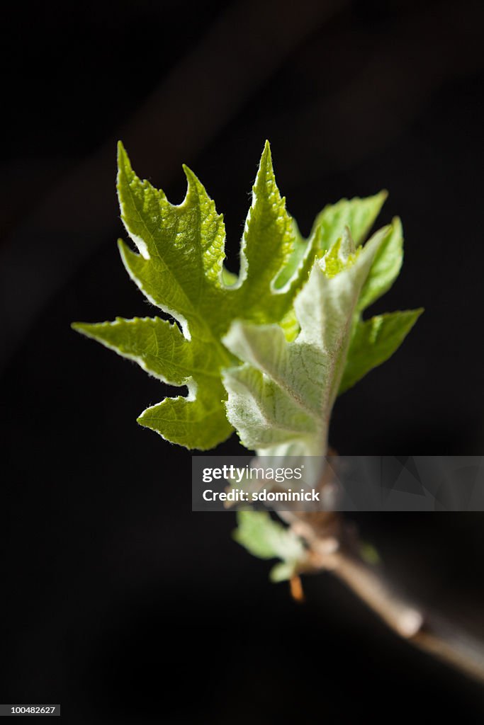 New Leaves Growing