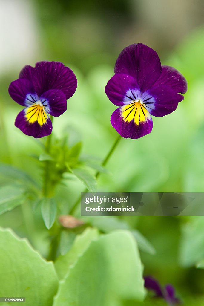 Purple Violets