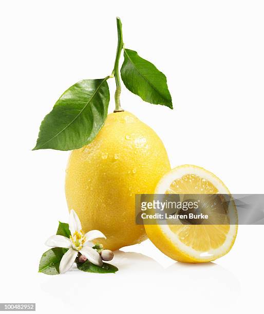 meyer lemon with leaves and blossom - zagara foto e immagini stock