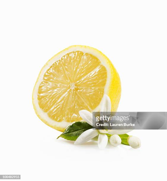 meyer lemon with blossom - orange blossom stock pictures, royalty-free photos & images