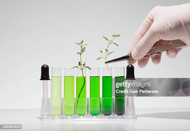 hand putting plant shoots into test tubes - bioquímica - fotografias e filmes do acervo