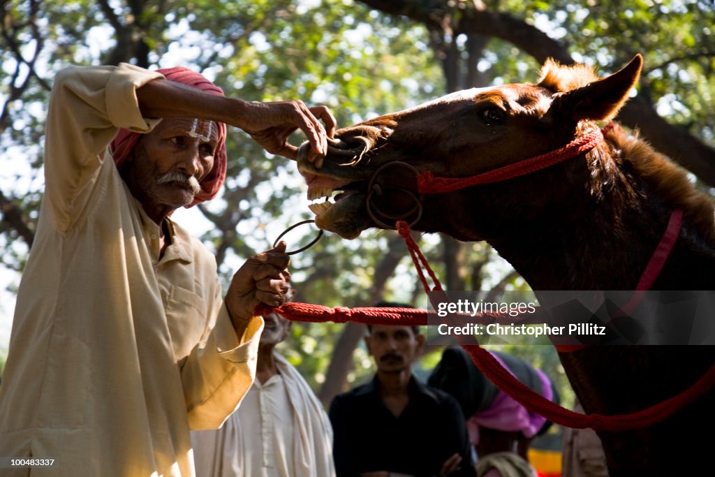 Potential horse buyer inspecting animal, Sonepur