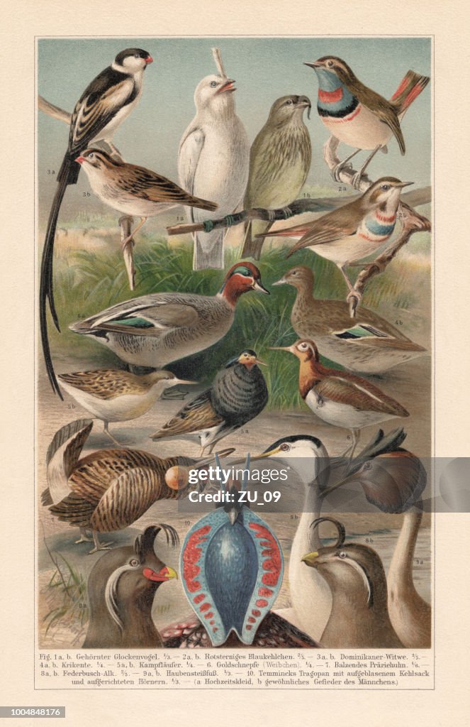 Courtship plumage of birds (sexual dimorphism), Chromolithograph, published in 1897
