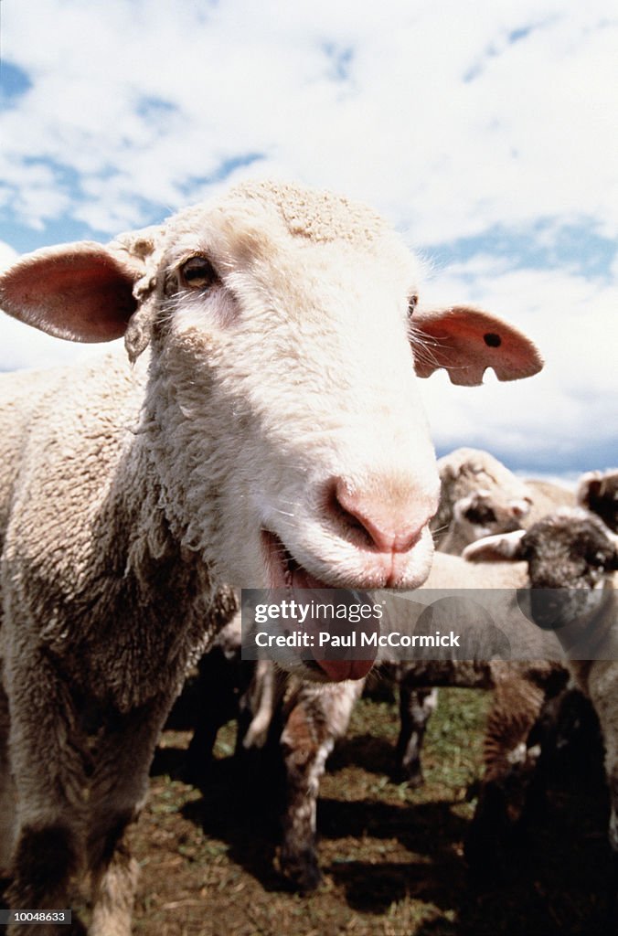 CALLING LAMB FARM IN CENTRAL IDAHO