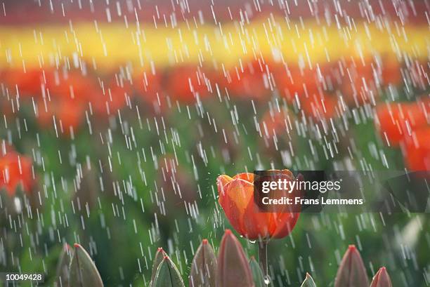 TULIPS IN THE RAIN IN HOLLAND