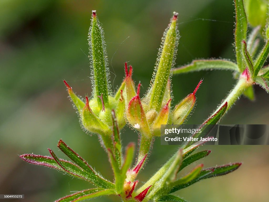 Cut-leaved Crane's-Bill (Geranium dissectum)