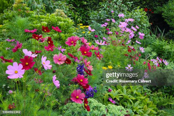 border of bright cosmos flowers & other flowers. - june stock pictures, royalty-free photos & images