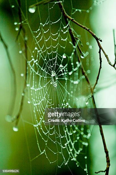 spiders web hung with dewdrops - kathy shower imagens e fotografias de stock