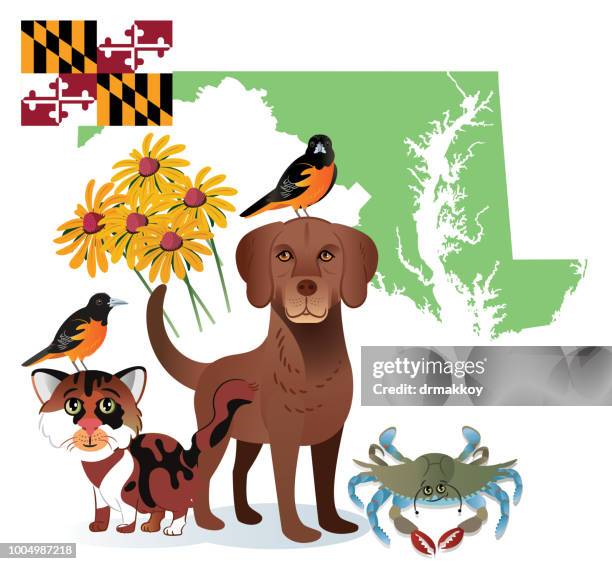 maryland state - frederick maryland stock illustrations