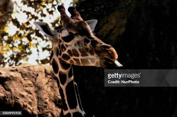 Giraffe at the Philadelphia Zoo, Philadelphia, PA July 19, 2015.