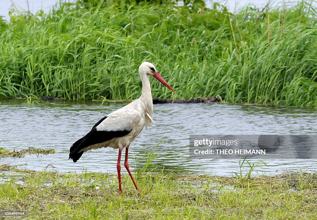 A stork stands on a flooded plain of the