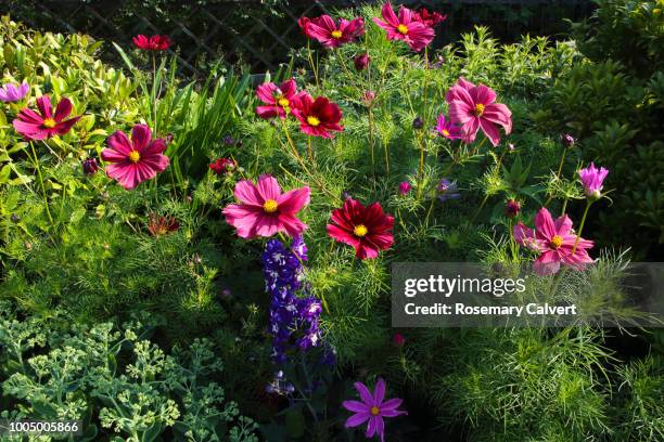 bright cosmos flowers in summer sunshine. - sedum stock-fotos und bilder