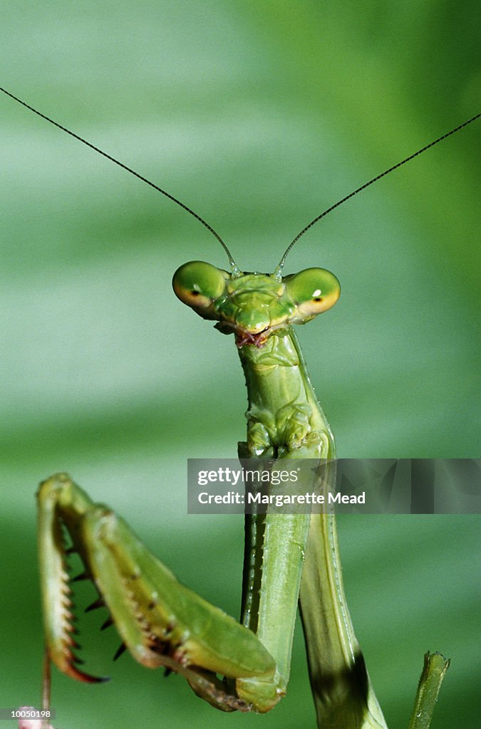 PRAYING MANTIS FACE IN FLORIDA