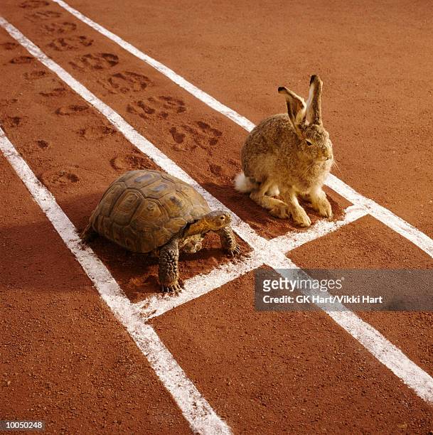 tortoise and hare on track - comparison stockfoto's en -beelden