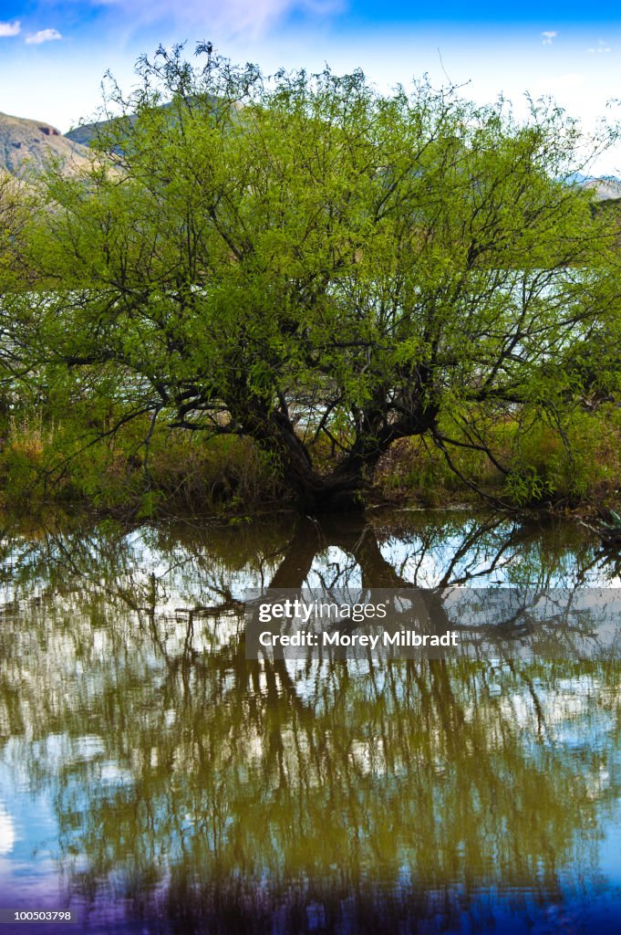 Natures X Pattern.