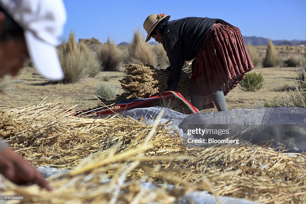 Quinoa Harvest