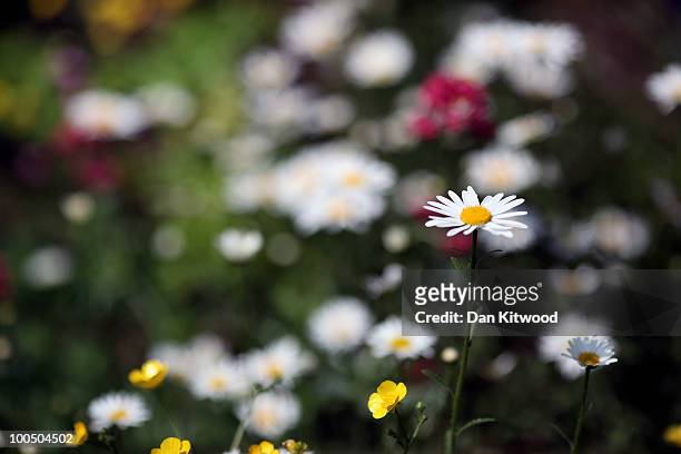 Daisies are presented at the annual Chelsea flower show on May 25, 2010 in London, England. The Royal Horticultural Society flagship flower show has...