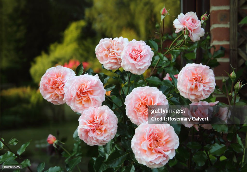 Fragrant pink roses growing in English garden.