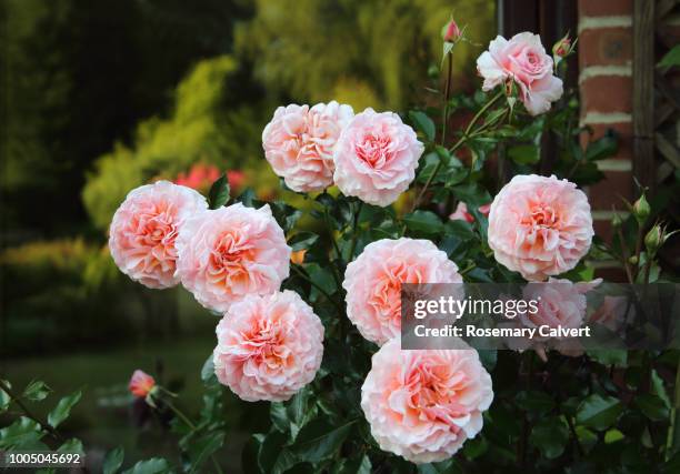 fragrant pink roses growing in english garden. - roses in garden bildbanksfoton och bilder