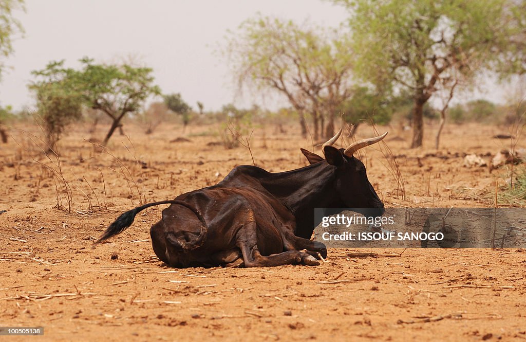 A Starving cow is seen near Ouahigouya,