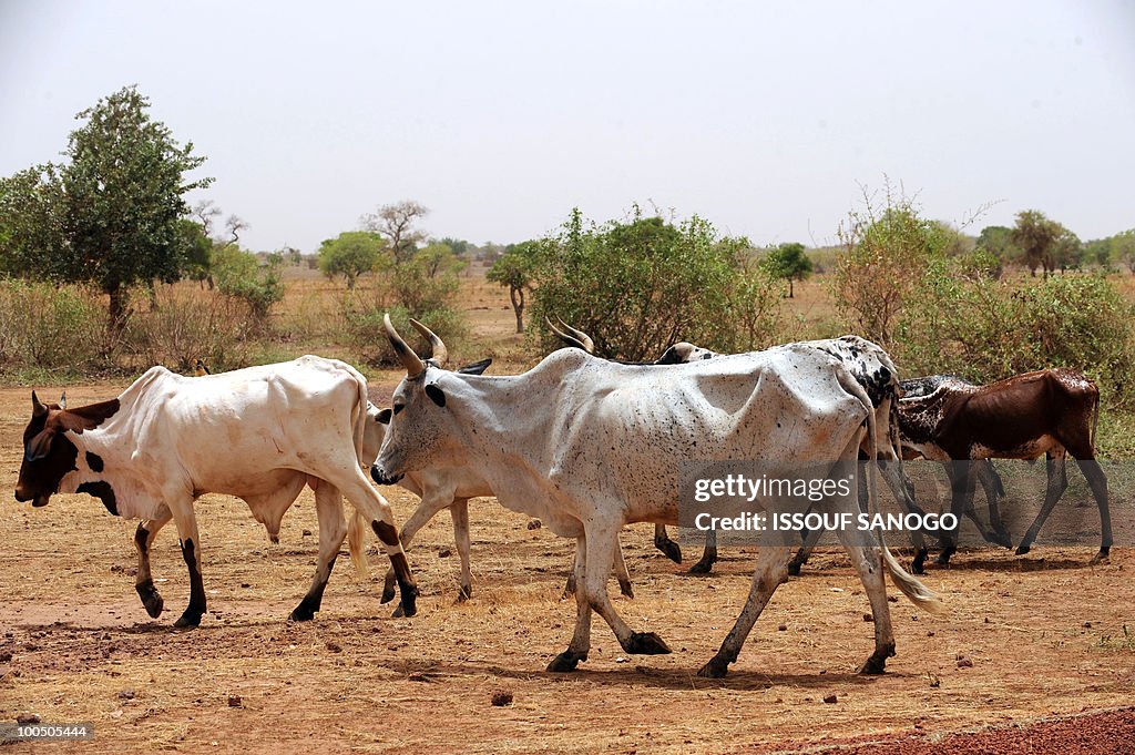 Starving cows are seen near Ouahigouya,