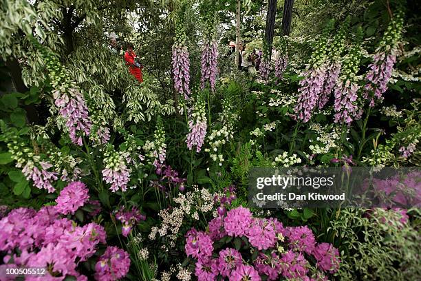 Flowers are presented at the annual Chelsea flower show on May 25, 2010 in London, England. The Royal Horticultural Society flagship flower show has...