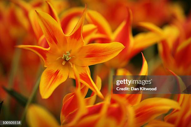 Flowers are presented at the annual Chelsea flower show on May 25, 2010 in London, England. The Royal Horticultural Society flagship flower show has...