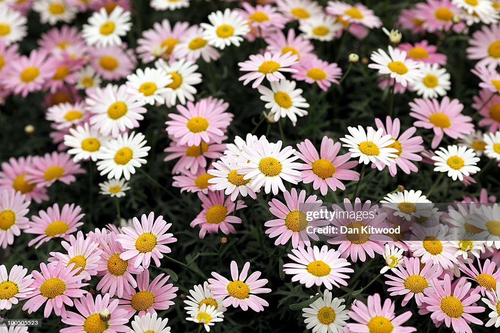 2010 Chelsea Flower Show Is Opened To The Public