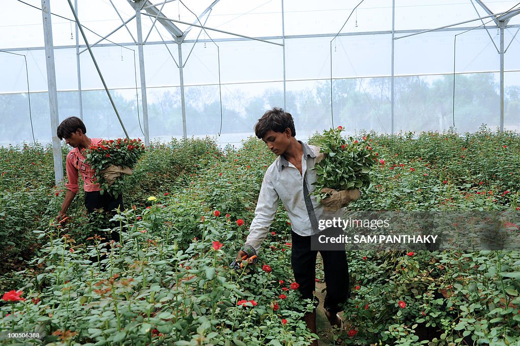 Indian labourers pluck Dutch roses at Va