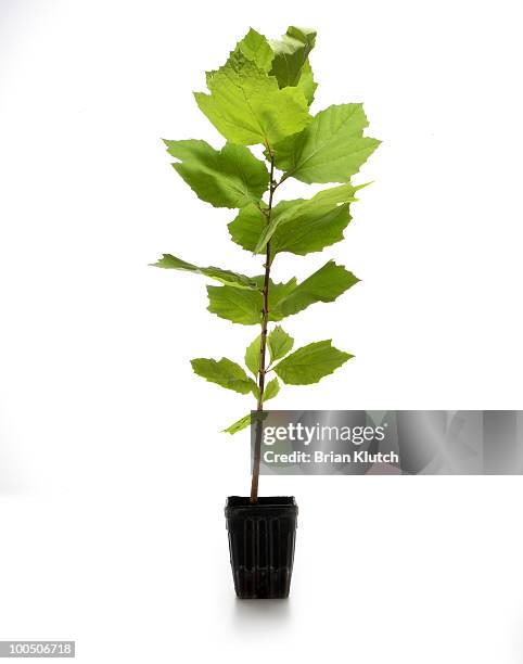 Maple Tree Sapling Photos and Premium High Res Pictures - Getty Images