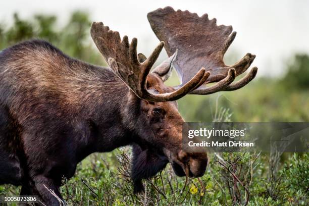 alces de bull de colorado - alce fotografías e imágenes de stock