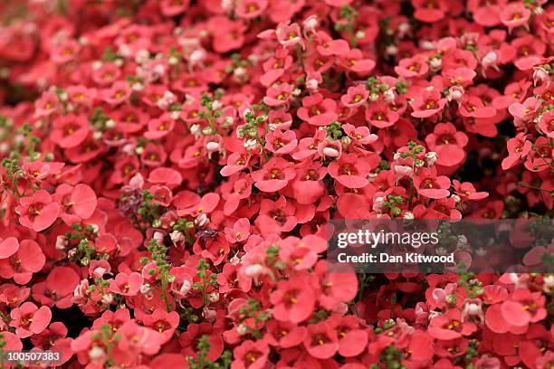 Diascia are presented at the annual Chelsea flower show on May 25, 2010 in London, England. The Royal Horticultural Society flagship flower show has...