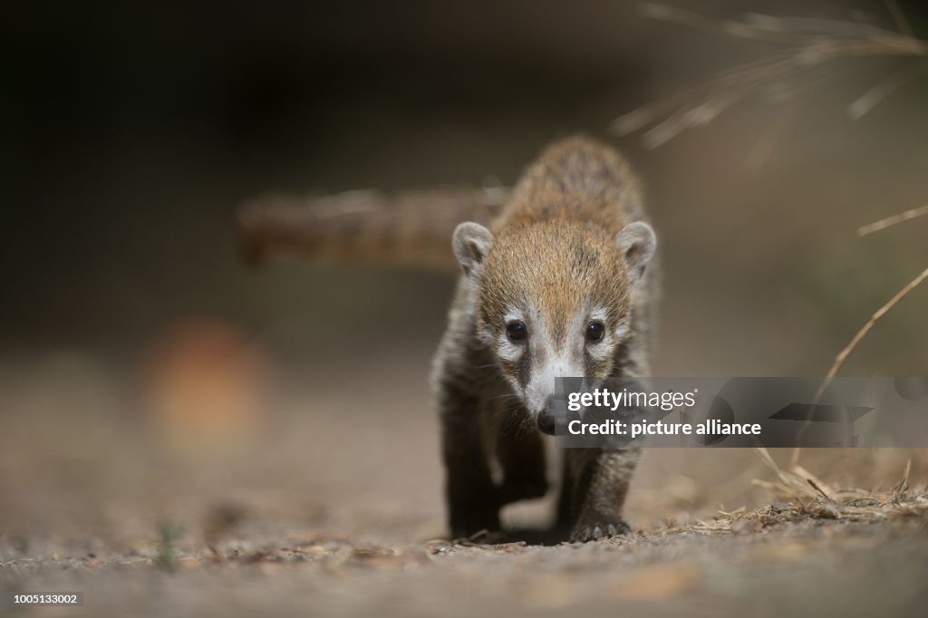 Coati Rabies A small coati walks through the enclosure in the zoo. The young was ...