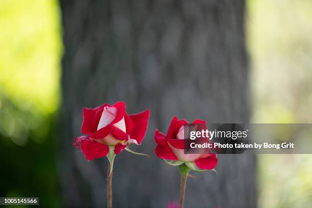 Two Identical Roses 310 Two Tone Roses Stock Photos, High-Res Pictures, and Images - Getty ...