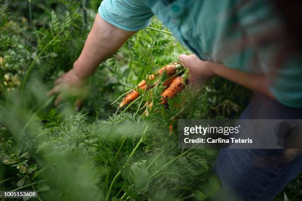 hands holding freshly pulled garden carrots - mature adult foto e immagini stock