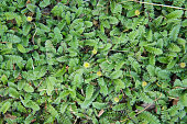 Cotula leptinella potentillina green plant with yellow flowers background