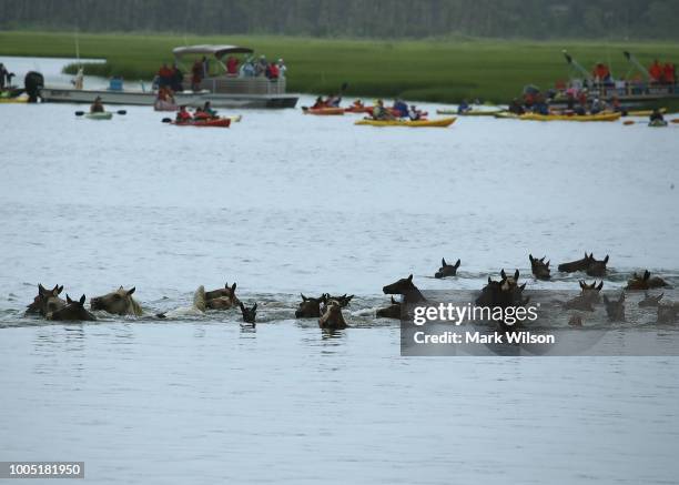 Wild ponies swim across the Assateague Channel during the 93rd annual Pony Swim from Assateague Island to Chincoteague on July 25, 2018 in...