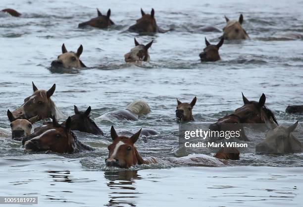 Wild ponies swim across the Assateague Channel during the 93rd annual Pony Swim from Assateague Island to Chincoteague on July 25, 2018 in...