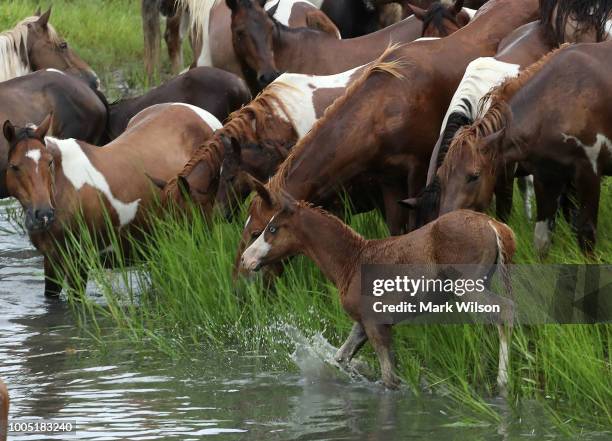 Wild ponies gather after swimming across the Assateague Channel during the 93rd annual pony swim from Assateague Island to Chincoteague on July 25,...