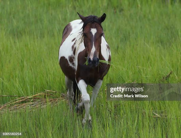 Wild pony eats grass after swimming across the Assateague Channel during the 93rd annual pony swim from Assateague Island to Chincoteague on July 25,...