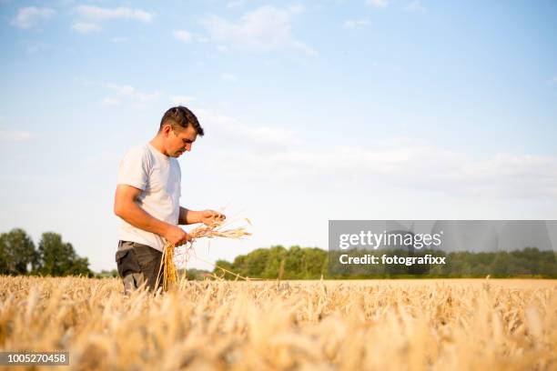 agriculture: farmer stands in his barley field before harvesting starts - barley stock pictures, royalty-free photos & images