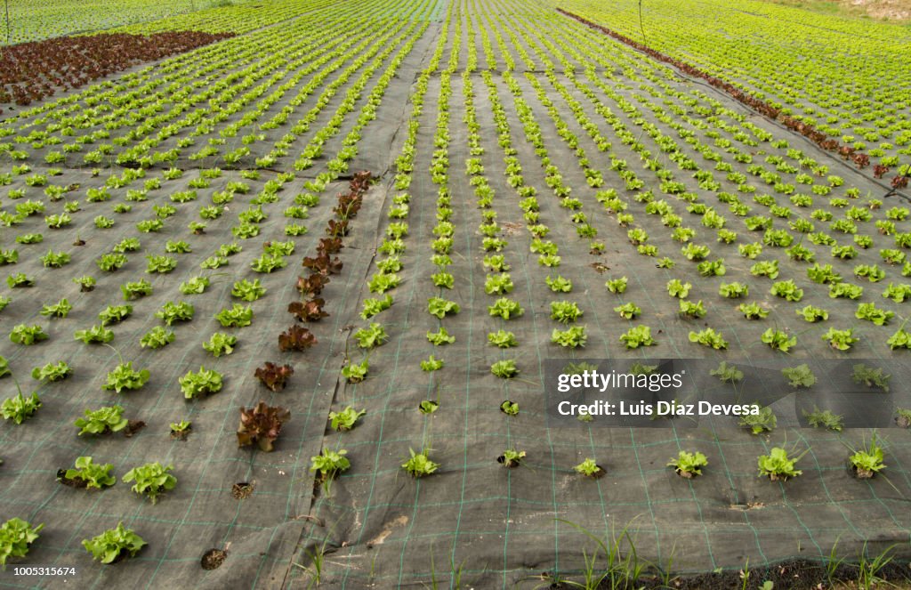 Planting lettuce outdoors